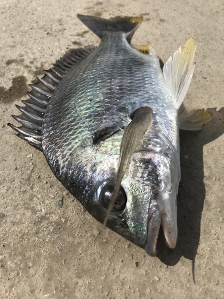 ヘチ釣りでキビレGET