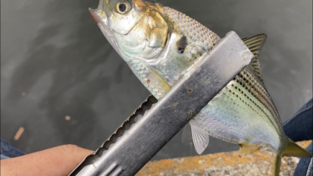 ライトジギング