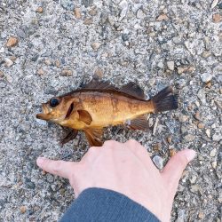 デイメバリング