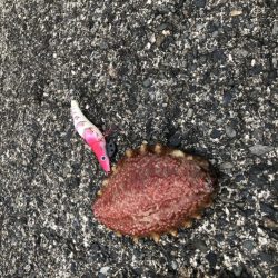 コウイカも食べます