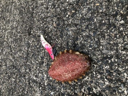 コウイカも食べます