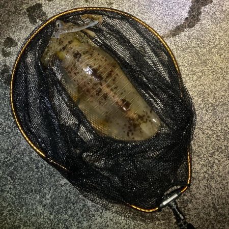 アオリ魚影あり！キスも良し！