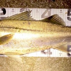 ドブ川ハクとタイリクさん