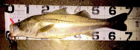 ドブ川ハクとタイリクさん