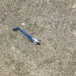 かわいいサイズですが。。