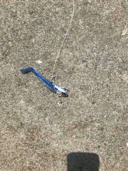 かわいいサイズですが。。