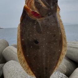 座布団にわずか届かず、、