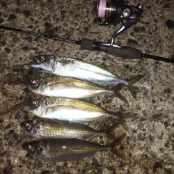 まずまずのマズメアジング