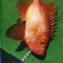 巻き巻きネギング