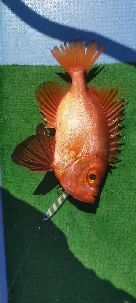 巻き巻きネギング