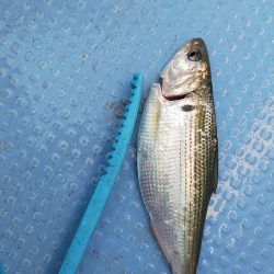 台風明けアジ確認