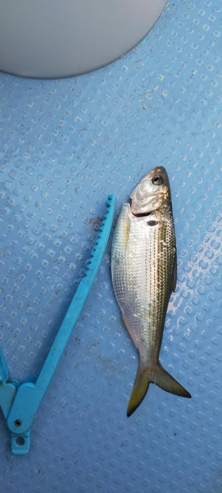 台風明けアジ確認