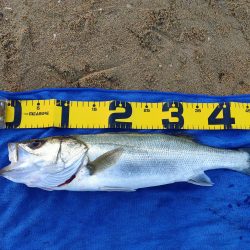 今シーズン初シーバス