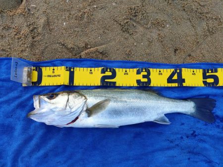 今シーズン初シーバス