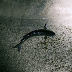 新しい竿が届いたので