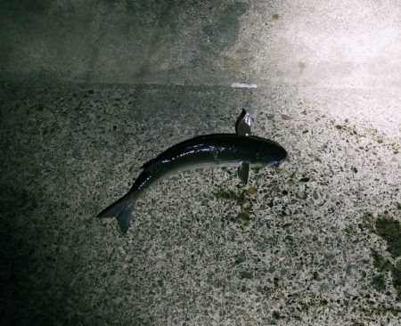 新しい竿が届いたので