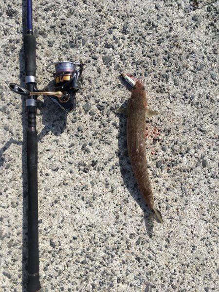 外道に邪魔されながらも大満足の釣果!