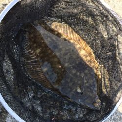 乗っこみチヌや花見カレイの接岸が始まっております!