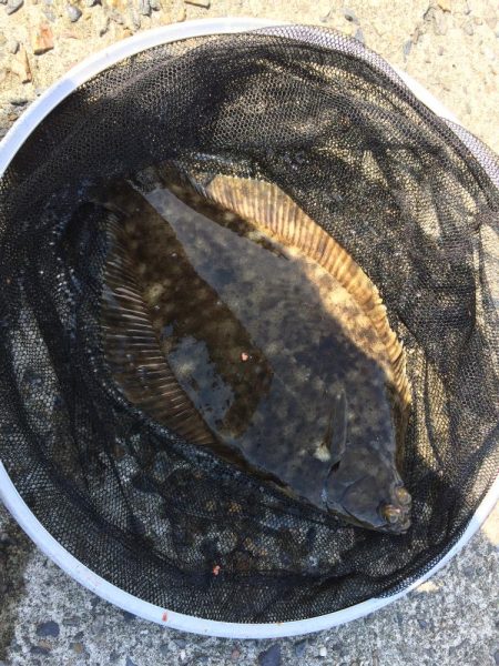 乗っこみチヌや花見カレイの接岸が始まってお…