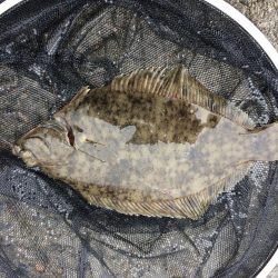 周防大島全体でチヌやカレイの活性が高くなっております