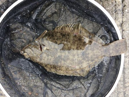 周防大島全体でチヌやカレイの活性が高くなっております