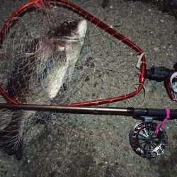 2022/04/03 南港ヘチ釣り釣行 ~ 歳無し釣果!!