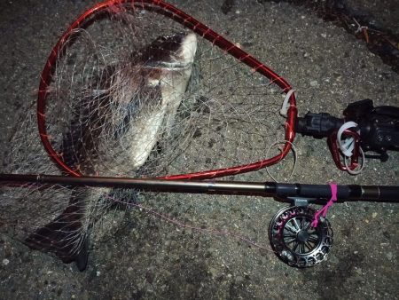 2022/04/03 南港ヘチ釣り釣行 ~ 歳無し釣果!!