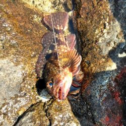 フカセ‥釣れないですネ・・