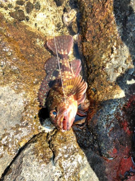 フカセ‥釣れないですネ・・