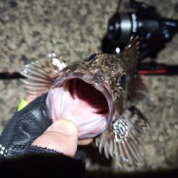 2022/04/06 南港ライトゲーム釣行