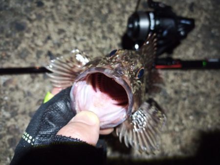 2022/04/06 南港ライトゲーム釣行