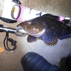 久々のアイナメ！