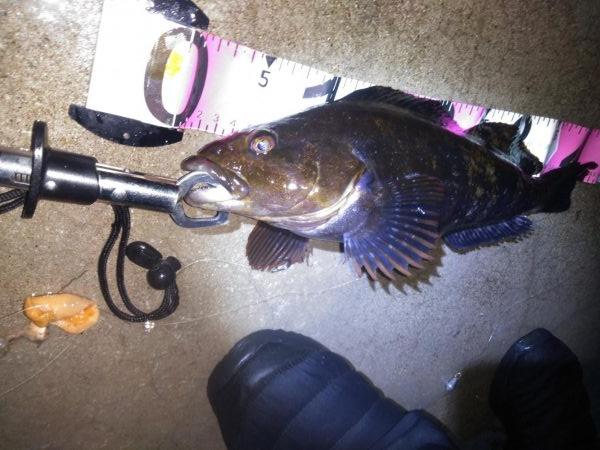 久々のアイナメ！