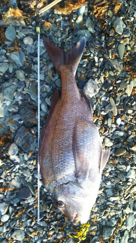 青物狙いからの…まさかの外道