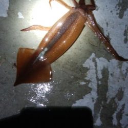 ヤリイカ1杯！スルメイカ1杯！