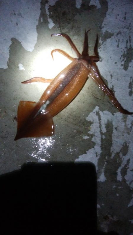 ヤリイカ1杯！スルメイカ1杯！