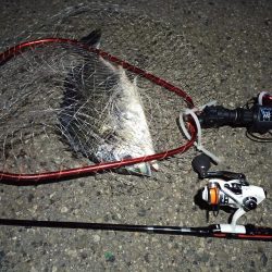 2022/04/10 南港ライトゲーム釣行