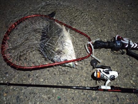 2022/04/10 南港ライトゲーム釣行