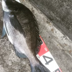 年無し乗っ込み