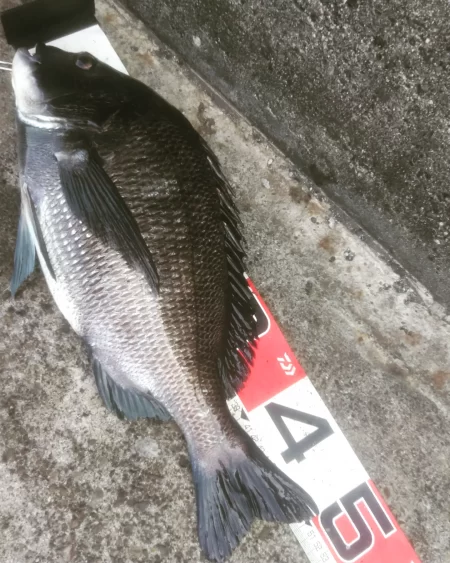 年無し乗っ込み