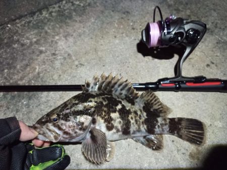 2022/04/11 南港ライトゲーム釣行