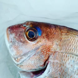 今年初のタイラバ