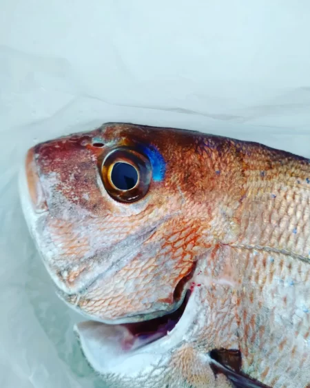 今年初のタイラバ