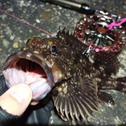 2022/04/17 南港ヘチ釣り釣行