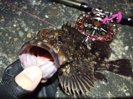 2022/04/17 南港ヘチ釣り釣行