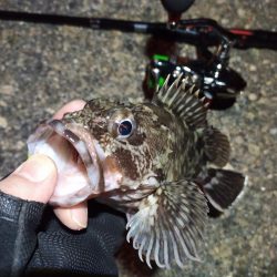 2022/04/18 南港ライトゲーム釣行