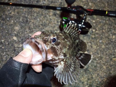 2022/04/18 南港ライトゲーム釣行