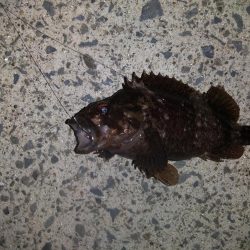 根魚コンプリート！