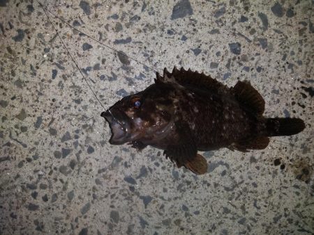 根魚コンプリート！