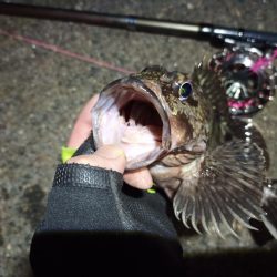 2022/04/20 南港ヘチ釣り釣行